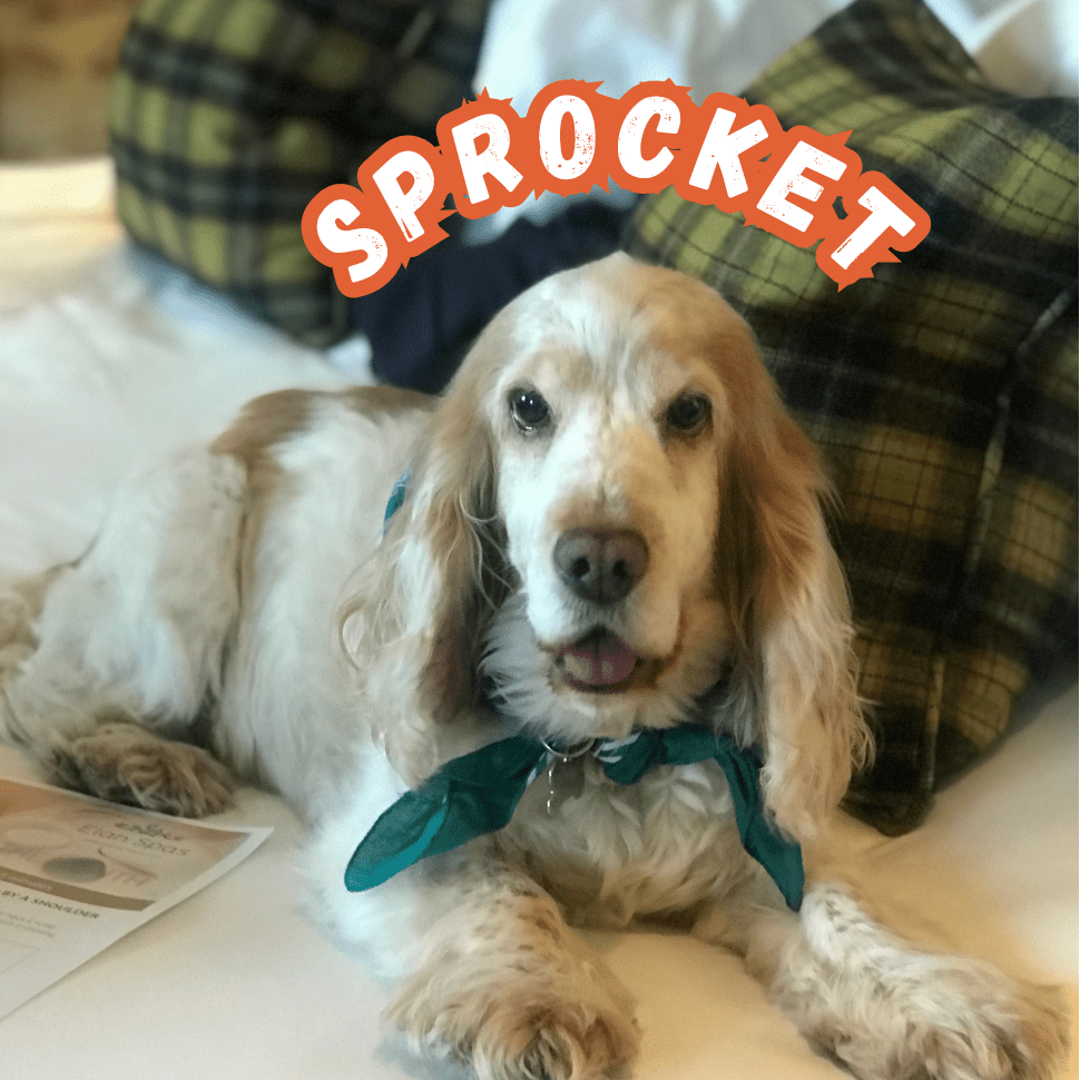 Sprocket - Richard's dog who inspired the Fast Engines and Floppy Ears range