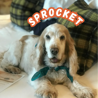 Sprocket - Richard's dog who inspired the Fast Engines and Floppy Ears range
